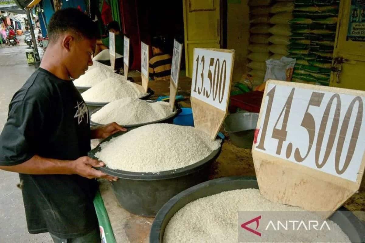 Harga beras SPHP, premium, dan medium turun di pasaran nasional