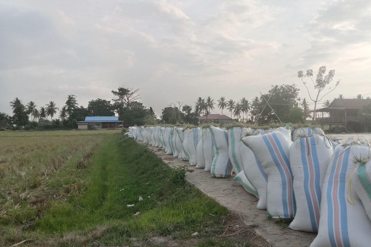 Sarana prasarana jadi kendala Bulog  tampung gabah petani di Kolaka