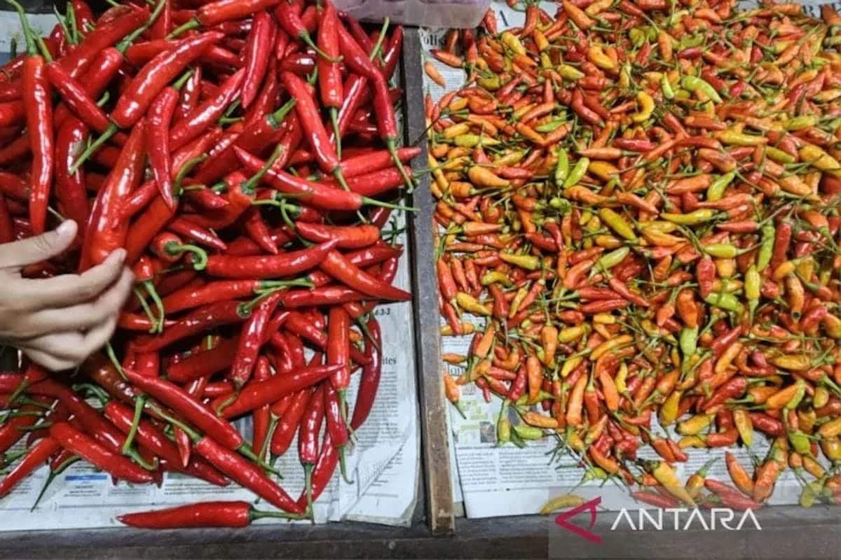 Update harga pangan nasional: Cabai, telur, daging, dan minyak goreng tercatat naik