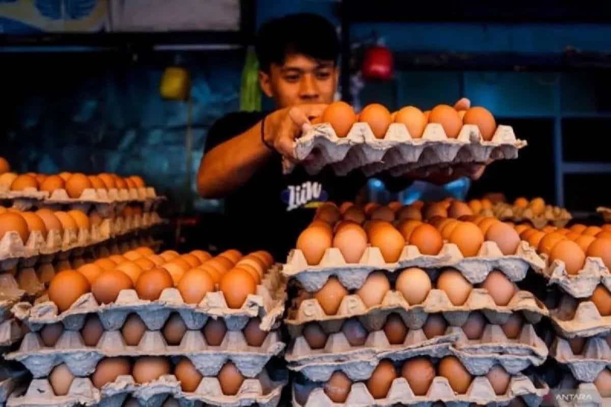 PIHPS catat harga cabai dan telur ayam stabil, beras masih di atas Rp14 ribu per kg