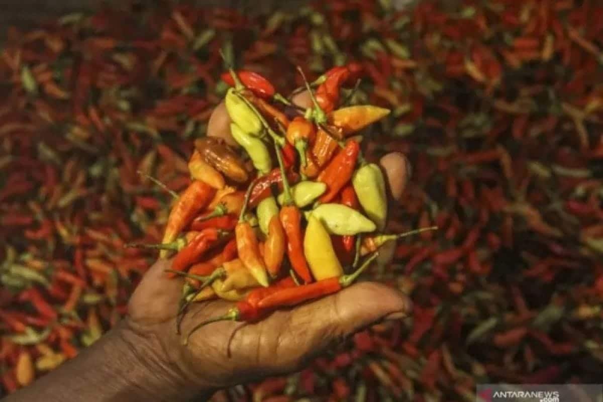 Harga pangan nasional bergerak naik,cabai merah dan gula premium paling mahal
