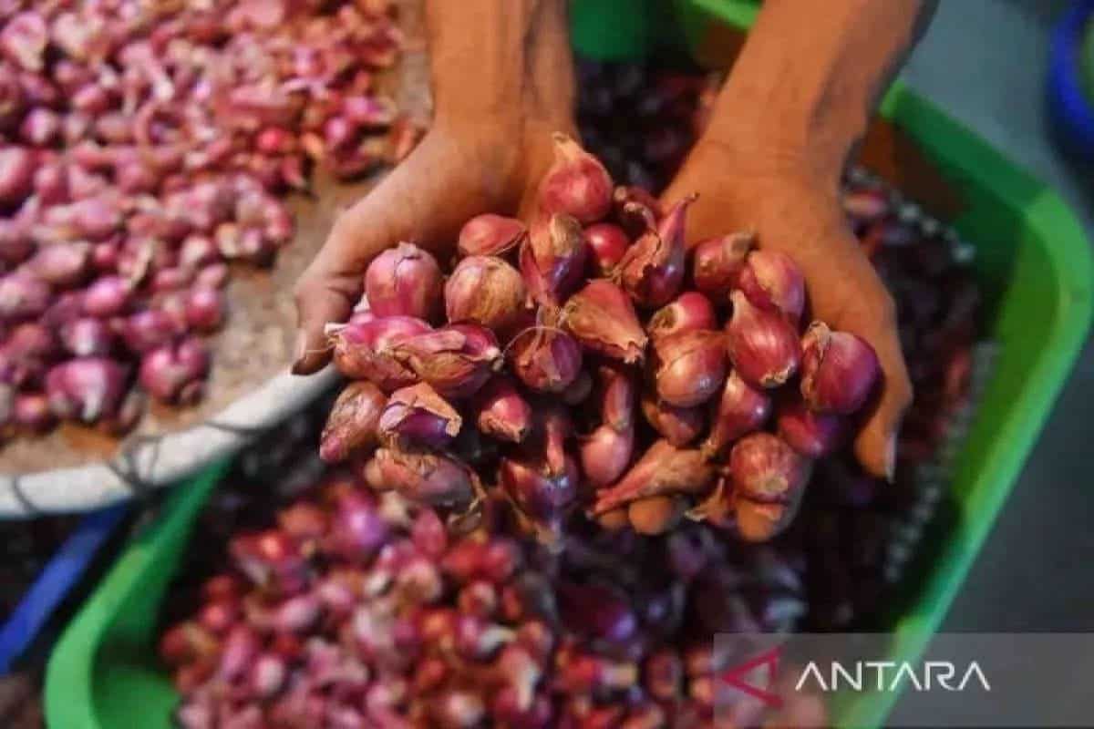 Update harga pangan nasional: bawang, cabai, daging, hingga minyak goreng